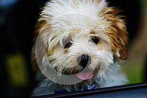 Cute baby dog looking out car window