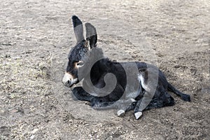Cute Baby Donkey, Burro, Farm Animal photo