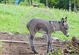 Cute baby donkey in a farm