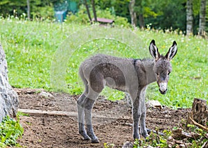 Cute baby donkey in relax in a farm