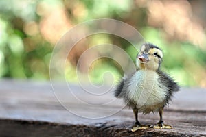 Cute baby duck