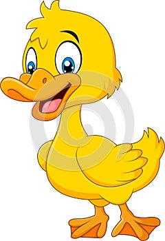 Cute baby duck posing isolated on white background