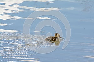 Cute baby duck swimming in the pond with reflections of the sky