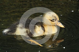 A cute baby Duckling swimming on the water.