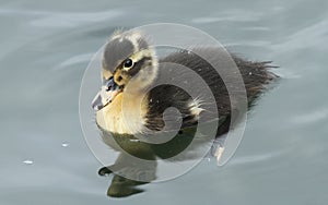 A cute baby Duckling swimming on the water.