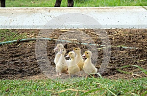 Cute baby ducks.