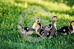 Cute baby ducks outdoor on a green grass