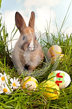 Pascua de resurrección conejito huevos 