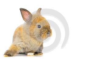 Cute baby easter rabbit white background