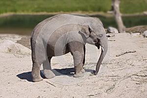 Cute baby elephant calf standing in sandy surface by a river and grass