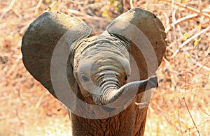 Cute baby elephant with ears flapping and trunk extended