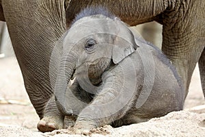 cute baby elephant Elephas maximus