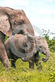 Cute baby elephant in Kruger National Park, South Africa