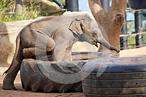 Cute baby elephant playing