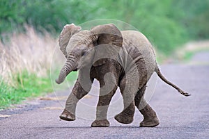 Cute baby elephant running along the road with a blurred background