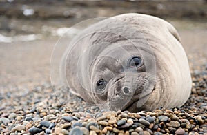 Cute baby elephant seal, Valdes Peninsula. photo