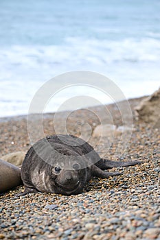 Cute baby elephant seal, Valdes Peninsula