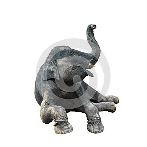 The cute baby elephant is sitting on the floor and holding the nose up above the head. isolate on a white