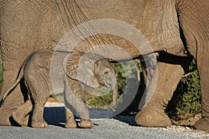 Cute Baby Elephant Walking