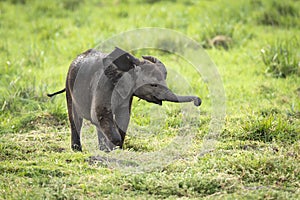 Cute baby elephant walking and eating grass in green plains of Amboseli Kenya