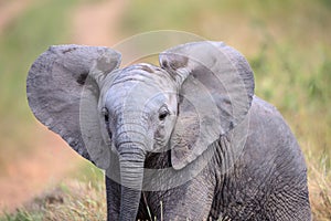 Cute Baby Elephant walking through a field in Kruger National Park