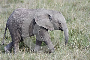Cute baby elephant walking in the grass on the African savannah