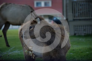 Cute Baby Elk Calf At Mammoth Hot Springs, Yellowstone National Park