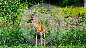 Cute baby fawn white-tailed deer looks cautiously for danger