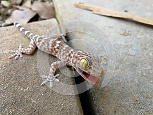 Cute baby Gecko threatening for protect itself