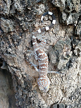 Cute baby Gecko threatening for protect itself