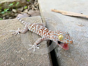 Cute baby Gecko threatening for protect itself