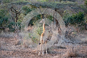 Cute baby giraffe in Kruger National Park in South Africa