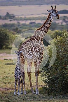 Cute baby Giraffe with mother Masai Mara ,Kenya.