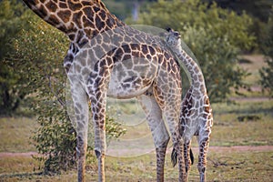 Cute baby Giraffe with mother Masai Mara ,Kenya.