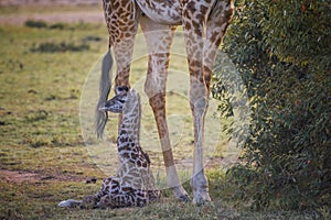 Cute baby Giraffe with mother Masai Mara ,Kenya.