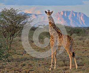 cute baby giraffe standing alert in the wild savannah of buffalo springs national reserve, kenya, with hllls and sky in background