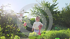 Cute baby girl admires a rose bush. Toddler standing at the garden with toy cart filled a lettuce. Summertime concept
