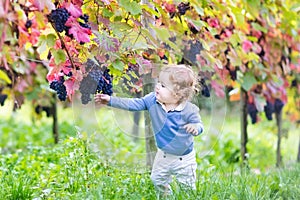 Cute baby girl eating fresh ripe grapes in vine yard