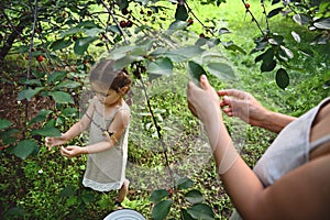 Cute baby girl with her mother picking cherries in orchard