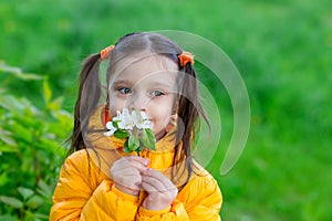 Cute baby girl with ponytails in a yellow jacket sniffs a white flower of an apple tree, smiles and looks to the side