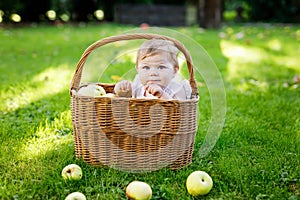 Cute baby girl sitting in basket full with ripe apples on a farm in early autumn.