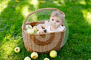 Cute baby girl sitting in basket full with ripe apples on a farm in early autumn.