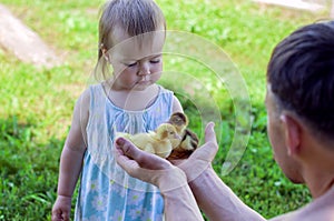Ducking in hands of adult with child touching its feathers. photo