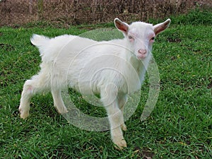 Cute baby goat