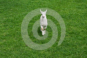 Cute baby goat goatling young green meadow grass front