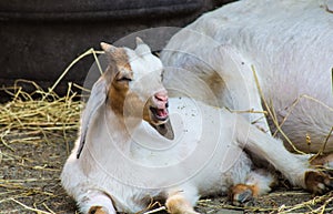 Cute Baby Goat Laughs photo