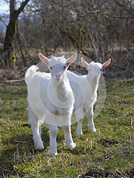 Cute baby goats