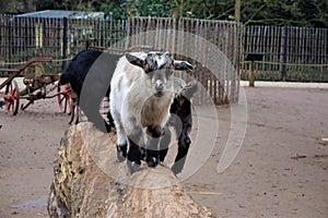 Cute baby goats standing on a trunk