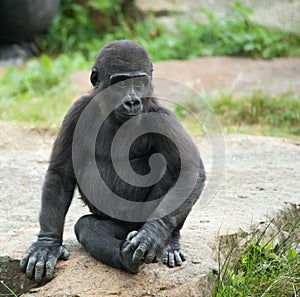 Cute baby gorilla