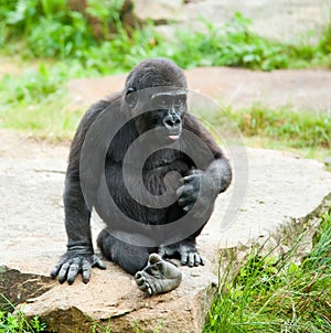 Cute baby gorilla